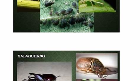 Ang mga Insekto sa Hardin - YouTube