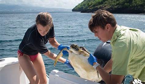 Environnement : Action en faveur de la conservation des tortues marines