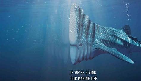 Surfrider Foundation: Under the surface • Ads of the World™ | Part of