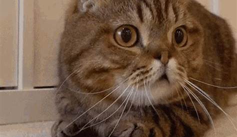 Animated Cat Scared GIF - AnimatedCat Scared Startled - Discover