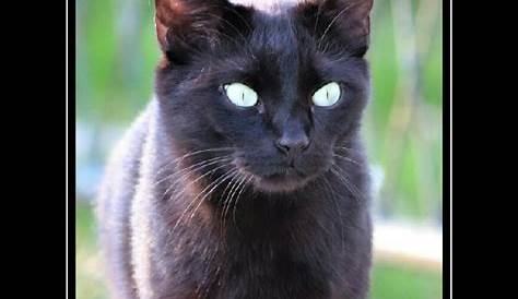 Black cat...staring at you | Crazy cats, Creepy animals, Evil cat