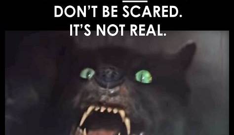 Creepy cat, meme, new, smile, scary, supreme, nike, HD phone wallpaper