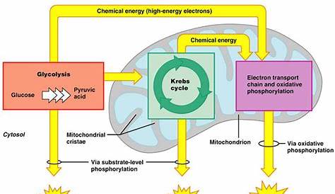 Schema Metabolisme Energetique Contrôle Du Métabolisme énergétique Par Les Peptides
