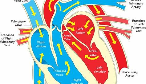 Schematic Diagram Of Heart