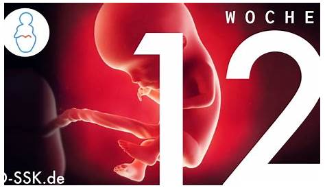 12 Wochen alter Embryo, Foetus als Symbol fuer Abtreibung