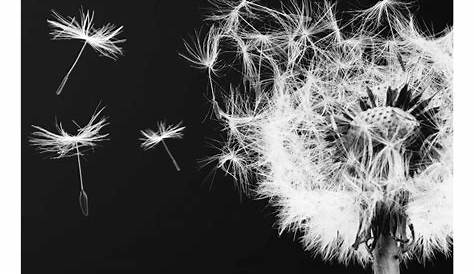 Image result for black and white pusteblume | Paardebloem, Abstracte