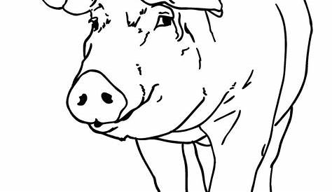 ausmalbild schwein tiere | Ausmalbilder, Bauernhof malvorlagen, Pokemon