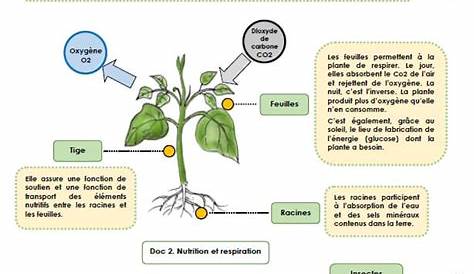 Apprenons tout au sujet des plantes (FRENCH Let's learn all about