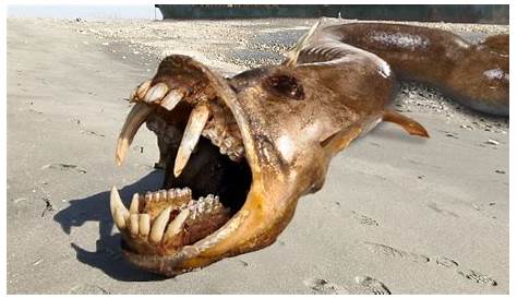 Sea monster found on the beach of Aberdeen, UK - Earth Changes and the