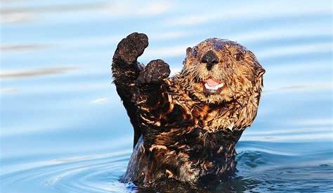 Sea Otter Desktop Wallpaper