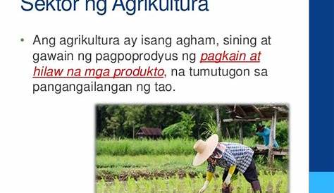 sektor ng agrikultura - philippin news collections