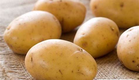 Des pommes de terre bio résistantes au mildiou – DAILY SCIENCE