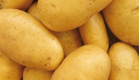 Semences de pommes de terre