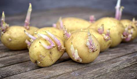 Planter des pommes de terre - Mon jardin d'idées