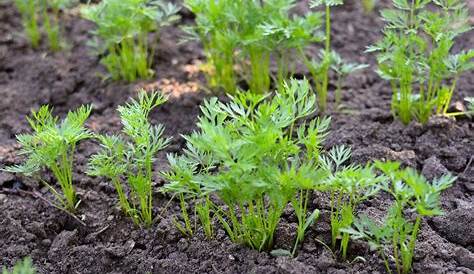 Carrot Seed Identification: What Does a Carrot Seed Look Like? - PlantHD