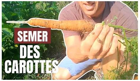 Semer les carottes | Gamm vert