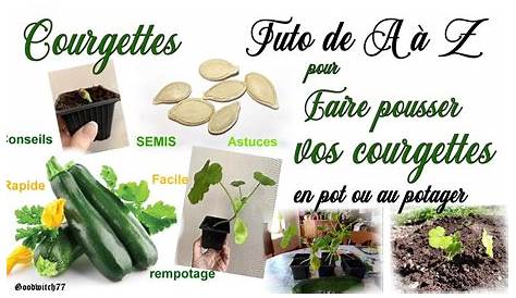 Semer des courgettes - YouTube