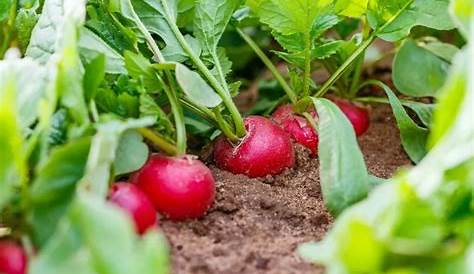 Semer les radis avec la Lune en 7 étapes [Guide facile] | Détente Jardin