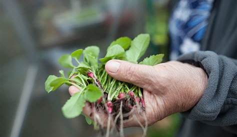 Planter des radis de A à Z - Plantes et jardins : conseils en jardinage