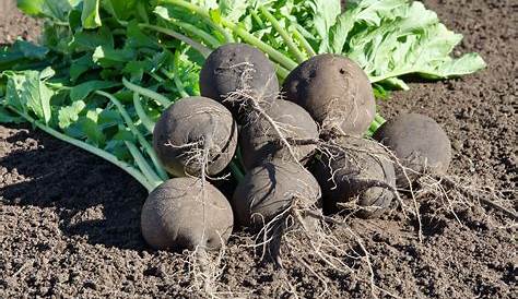 Radis noir : semis, culture et récolte | Radis noir, Radis, Récolte