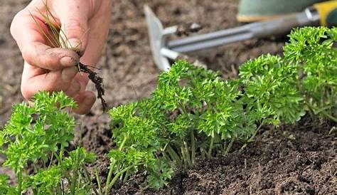 Semer du persil : 8 astuces et conseils à suivre au jardin