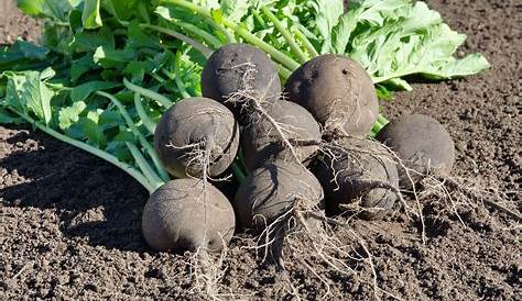 le radis noir - les plantes potagères - fairesonjardin.fr