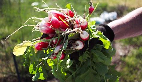 Le radis : semer, cultiver, récolter | Cultiver, Jardinage en pots, Radis