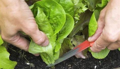 Comment semer & planter vos salades ? - YouTube