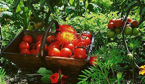 Tous à nos Semis Bio de Tomates - Bioflore - Votre Jardin Bio