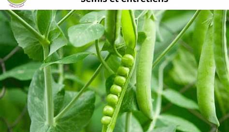 Culture des petits pois: du semis à la récolte - LePotagerAutonome