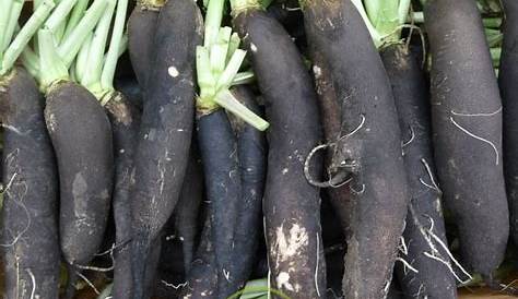Radis Noir Gros Long d'Hiver (Légumes d'autrefois) #3885641 - Emery