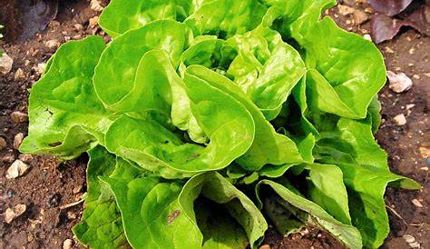 Quel jour semer de la salade ? - Housekeeping Magazine : Idées