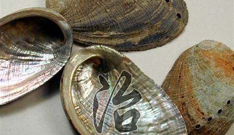 Shi Jue Ming 石决明, Concha Haliotidis, Abalone Shell, Sea Ear Shell