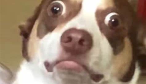 Dogs Who are Shocked by What is Happening | it COLOSSAL | Memes