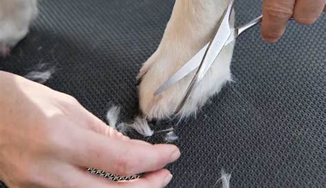What color should a dog's paw pad be? [Depends on Age and Breed]