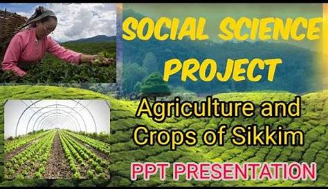 Agricultural diversification in Sikkim: A move towards organic high
