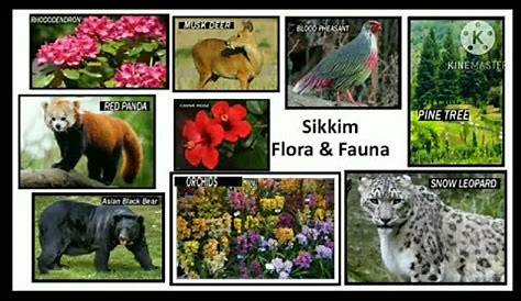 FLORA and FAUNA | Sikkim Project - YouTube