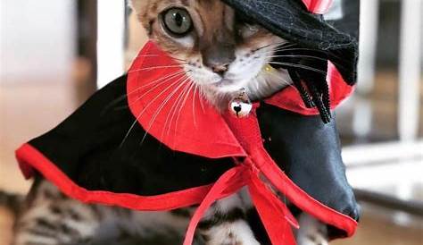 Pin by madicov on Cats&kittens | Pet costumes, Cute animals, Cats