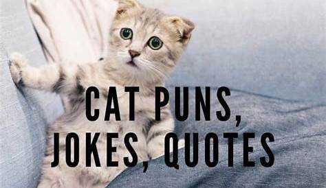 Funny Animal Photos, Funny Animal Jokes, Funny Cute Cats, Silly Cats