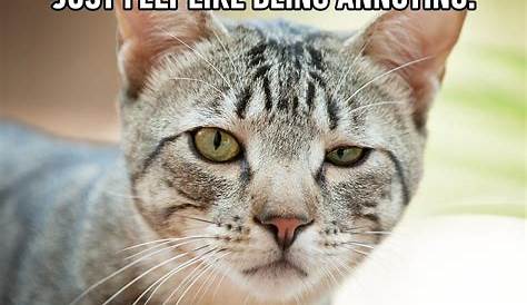cat, Meme, Quote, Funny, Humor, Grumpy, 2 Wallpapers HD / Desktop and