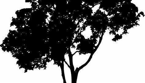 Tree silhouette 4 - Transparent PNG & SVG vector file
