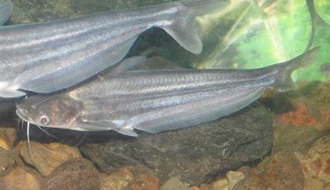 Silver Butter Catfish | SIMILAR BUT DIFFERENT IN THE ANIMAL KINGDOM