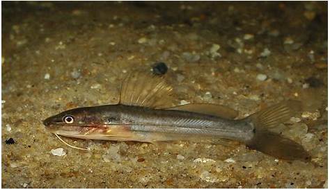 (PDF) Salinity on artificial reproduction of silver catfish (Rhamdia