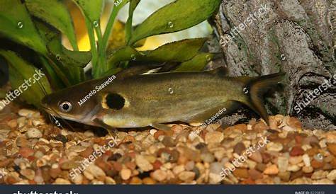 Freshwater Tank Catfish Channel Silver