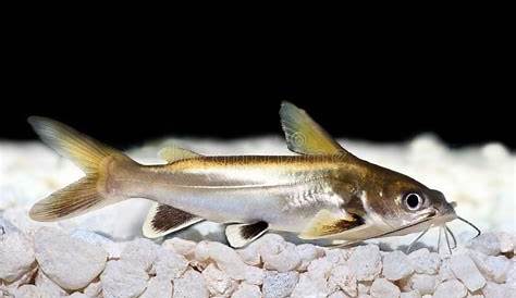 Longwhiskered Catfishes - Talk About Fish