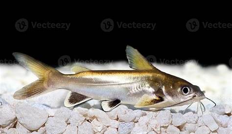 Silver Tipped Shark (hexanematichthys seemanni) Photos | RateMyFishTank.com