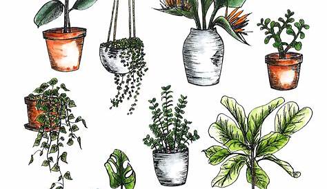Simple House Plant Drawing s Sketches, , Art