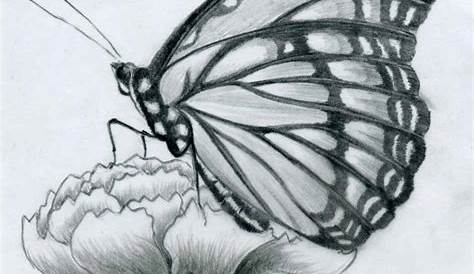 Simple Pencil Drawings Of Flowers And Butterflies Image Detail For Butterfly On A Flower Craft Ideas Pinterest