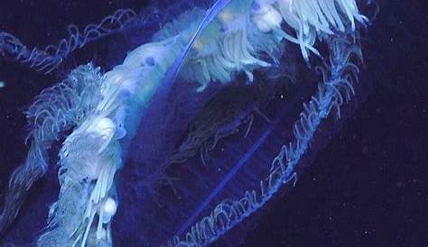 Siphonophore Sea Creature Giant Deep Invertebrates Praya Sp At The