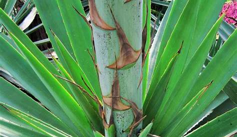 Sisal Plant Images . A (Agave ana) Seen In